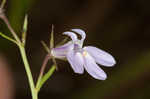 Canby's lobelia